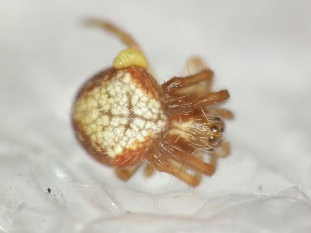 Araneidae ID